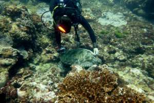 Underwater Monitoring of Wild Sea Turtles