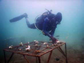 Maintenance of a coral reef nursery