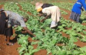 Provide seedlings for 45women in Eswatini villages