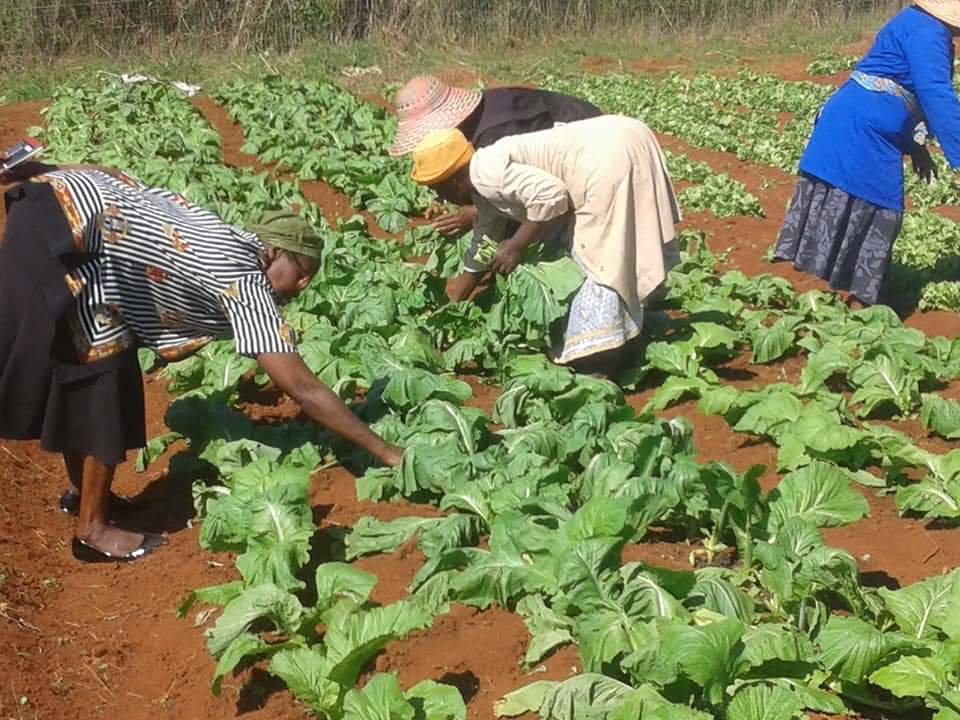 Provide seedlings for 45women in Eswatini villages