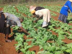 Provide seedlings for 45women in Eswatini villages