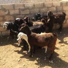 Goat Loan Program