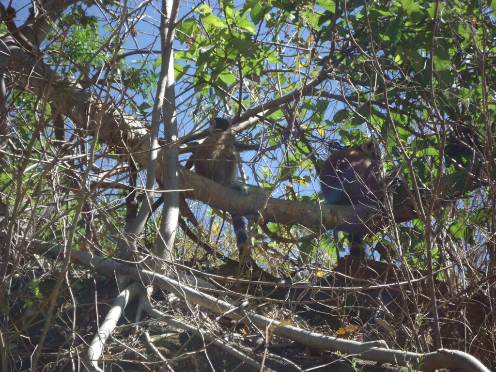 Solar Lamps for Isalo Community Members