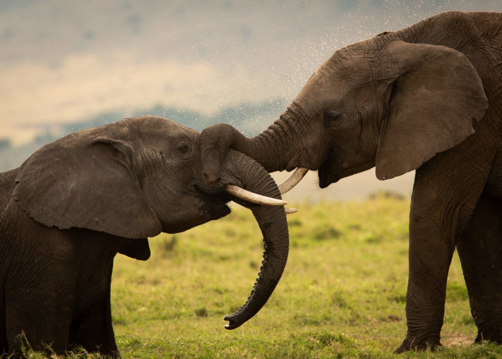 Global Conservation in Tourism Dependent Regions