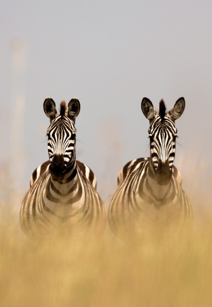 Global Conservation in Tourism Dependent Regions