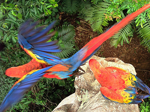 Global Conservation in Tourism Dependent Regions