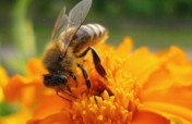 Beekeeping Project with small farmer in Kpalime