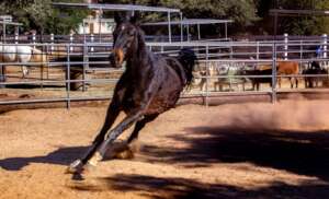 Coco kicking up her heals.