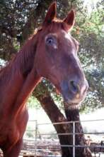 Rocky is a friendly, curious horse