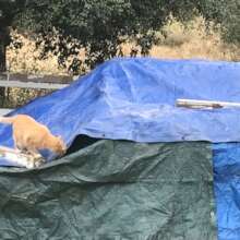 Pumpkin Patch inspecting our new hay.