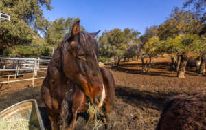 One of our mustangs enjoying the feed you provided