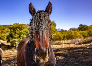 Hay everywhere, even in their hair!