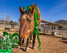 Simone loves wearing green.