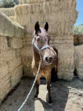 You help us feed horses like Eleanor.