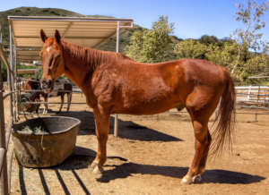 Johnny, U.S. Border Patrol, Retired