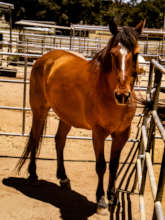 Todd, U.S. Border Patrol, Retired