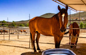 Todd, U.S. Border Patrol, Retired