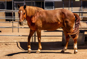 Bubba, U.S. Border Patrol, Retired