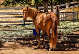 Bubba, U.S. Border Patrol, Retired