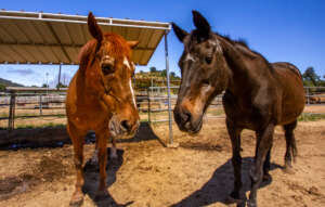 Rocky and Margie