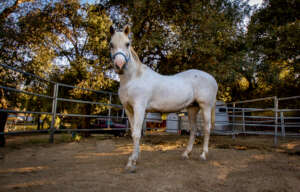 New mare in her 20's