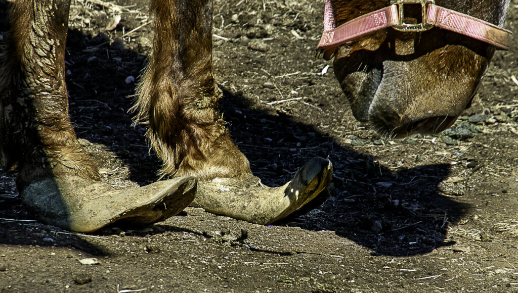 Maribel's hooves when she arrived