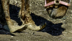 Maribel's hooves when she arrived