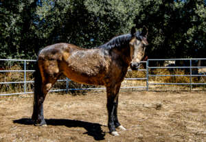 The new mare is twenty years old.