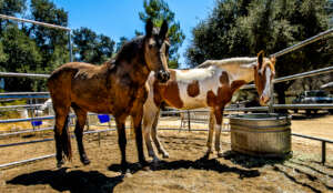 Welcome Home to Our New Mare and Gelding