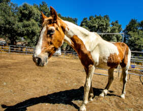 The new gelding is twenty-eight years old.
