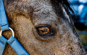 The new mare has "tiger eye," unique to Paso Finos