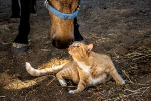 Pumpkin Patch welcomed the new pair home.
