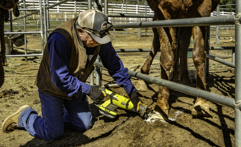 Ray using a saw to trim Maribel's overgrown hooves