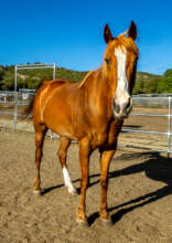 Duke is a very handsome boy