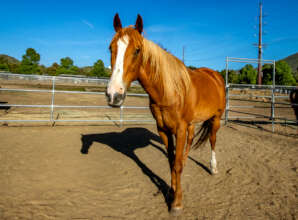 Thanks to your support Duke is thriving!