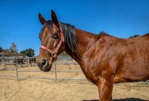 Harold, a 14-year-old stray that no one claimed