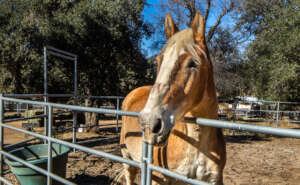 Bill, a former Amish horse