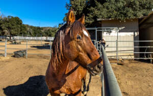 Maggie, unrideable due to arthritis at 14