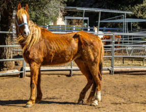 Dental care should help him gain weight.
