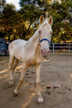New gelding, thirty years old and blind