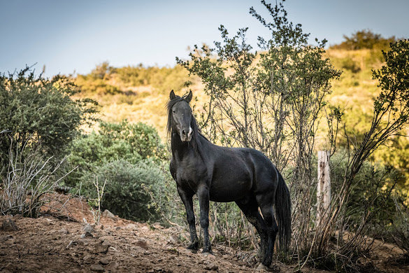 Feed our over 100 horses