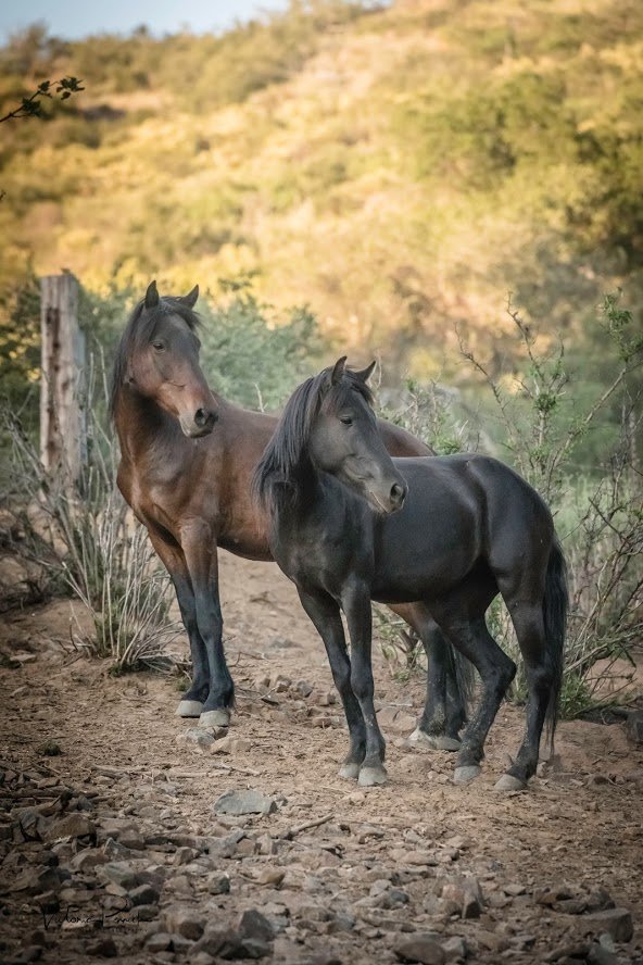 Feed our over 100 horses