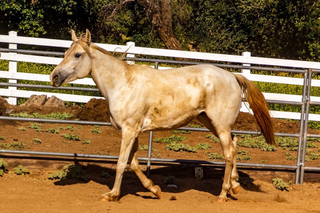 Feed our over 100 horses