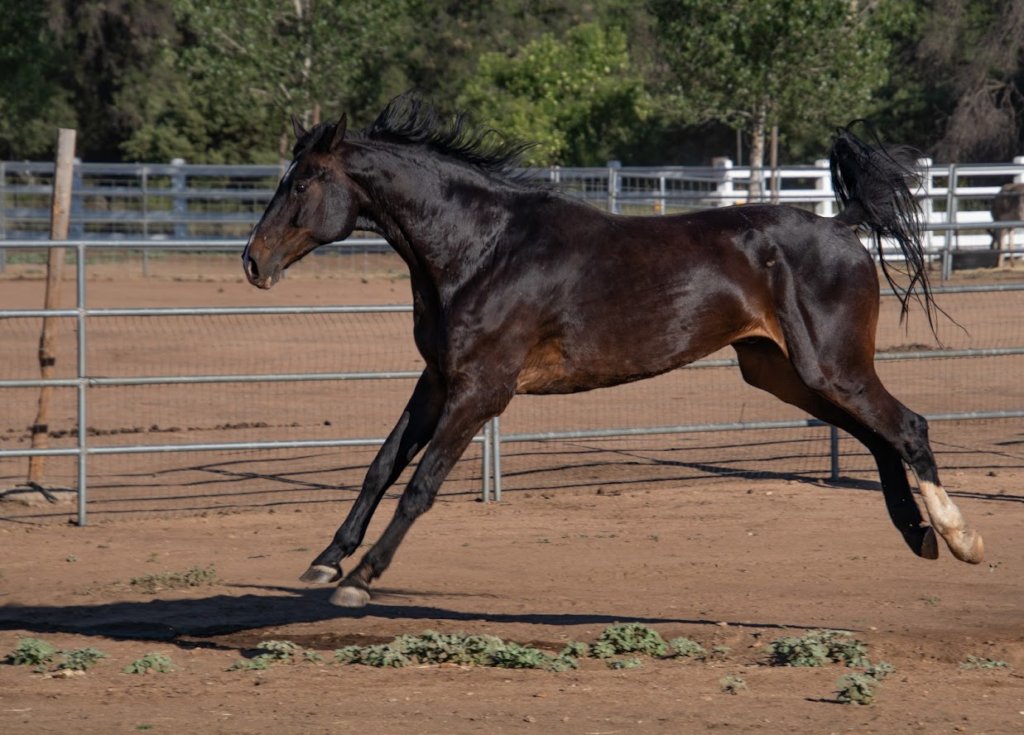 Feed our over 100 horses