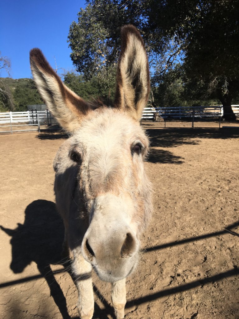 Feed 106 horses
