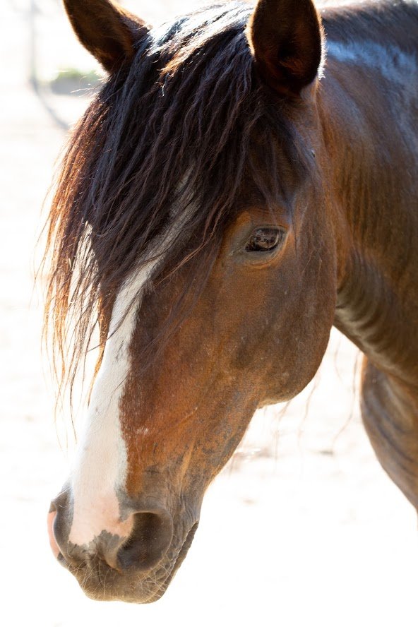 Feed 106 horses
