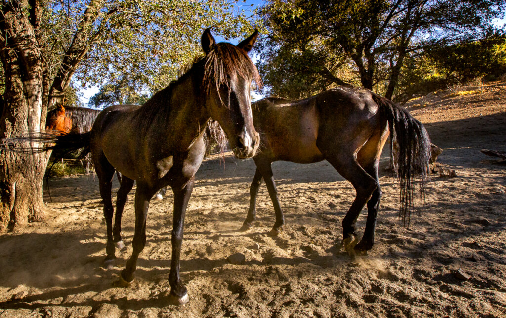 Feed our over 100 horses