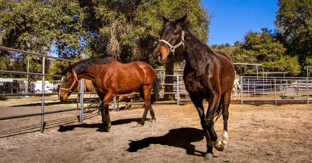 Feed our over 100 horses
