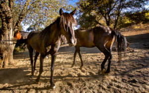 Our Mustang Herd