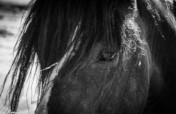 Feed 106 horses